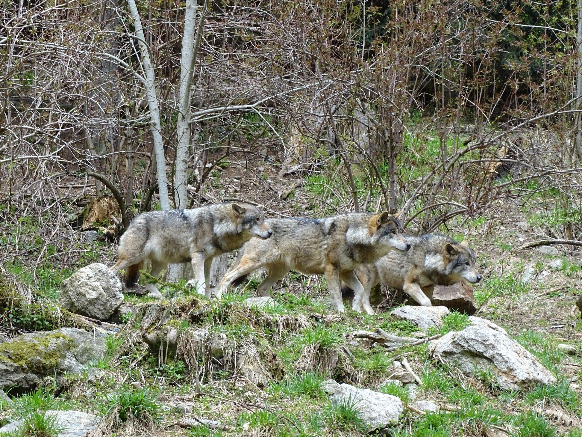 60121049_10158469098411258_7994948829705142272_n