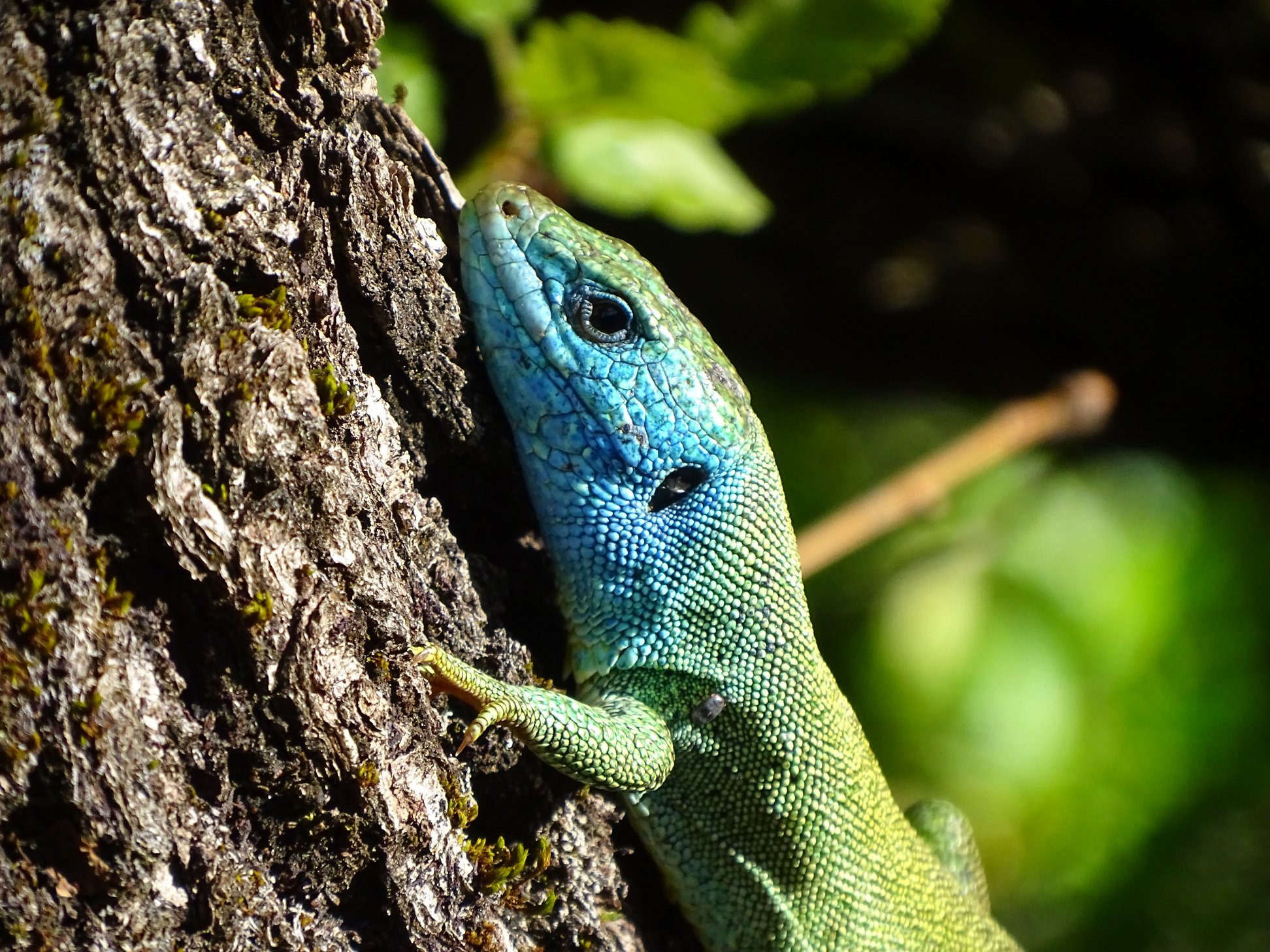 60524464_10158469099266258_4216014282292199424_n