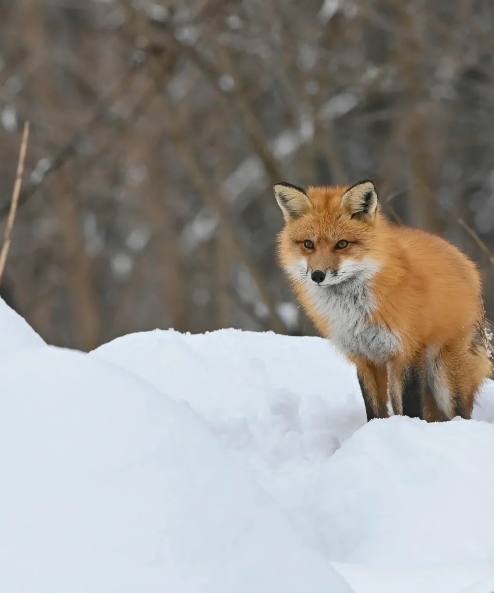 pexels-anne-marie-gionet-lavoie-811028326-20043202